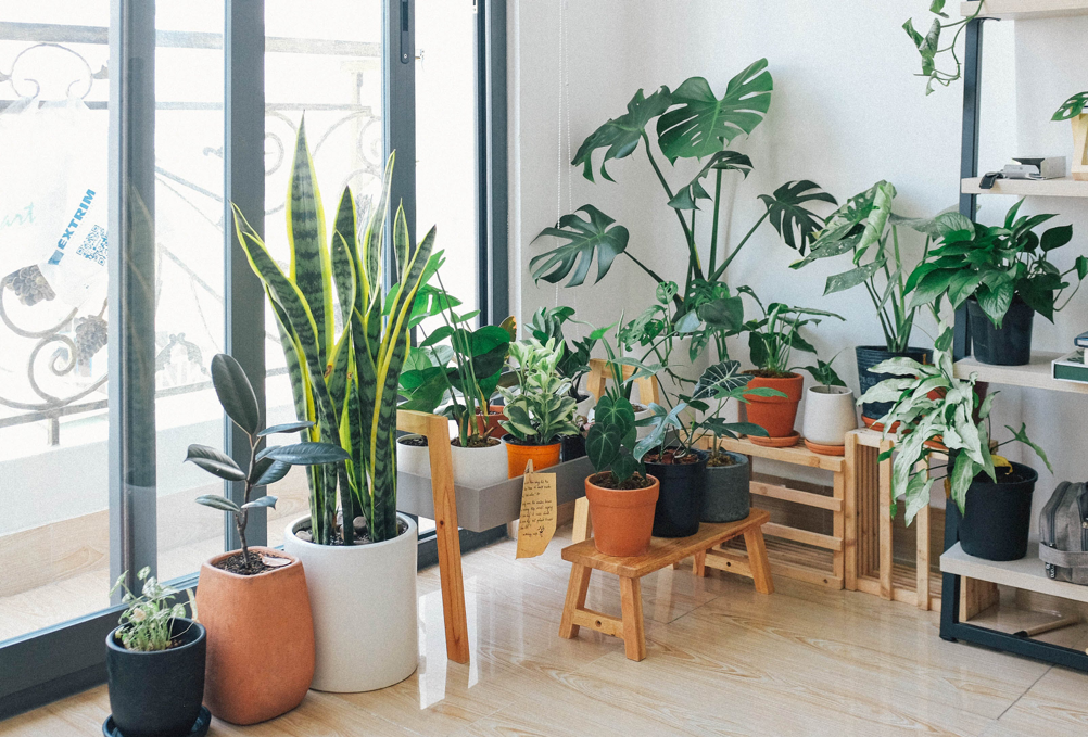 Giv hjemmet ekstra friskhed med disse 9 stueplanter