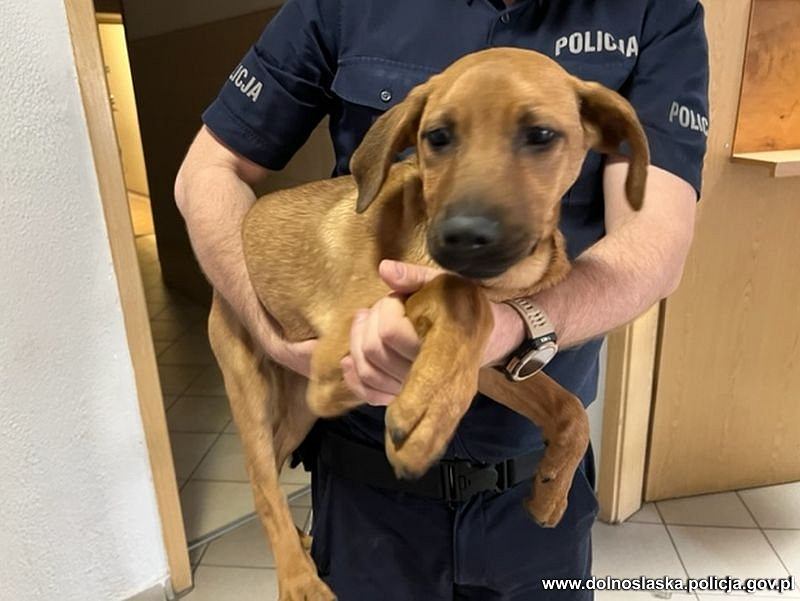 Hunden kæmpede desperat for sit liv: Var bundet til en bro og hang med hovedet i et reb