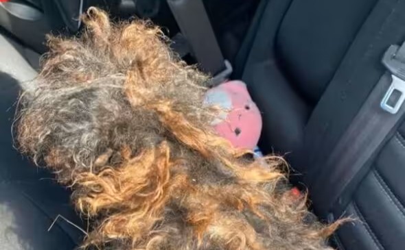 Hund kastet i vejgrøften: Uigenkendelig efter “wellness” dag