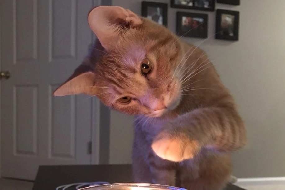 Mand deler vild historie: Min kat gjorde min kone gravid