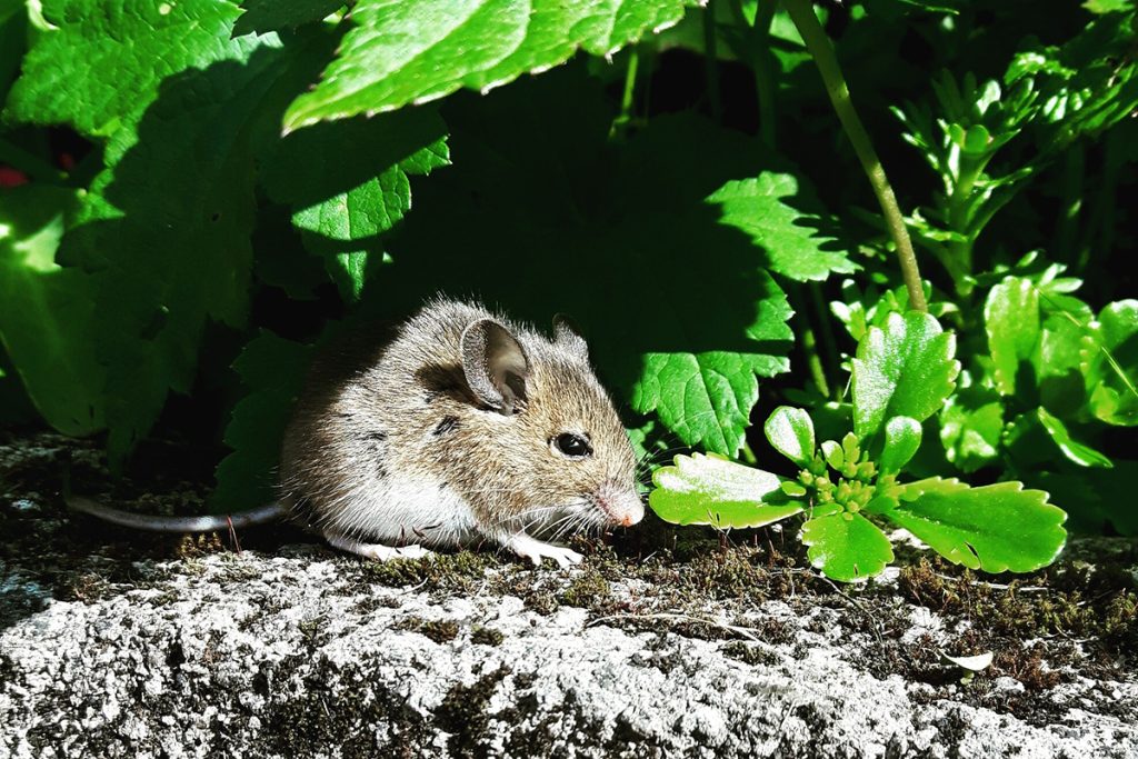 Eksperter advarer: ”Rottegift er ekstremt farligt” – 3 naturlige metoder til at slippe af med rotter i haven