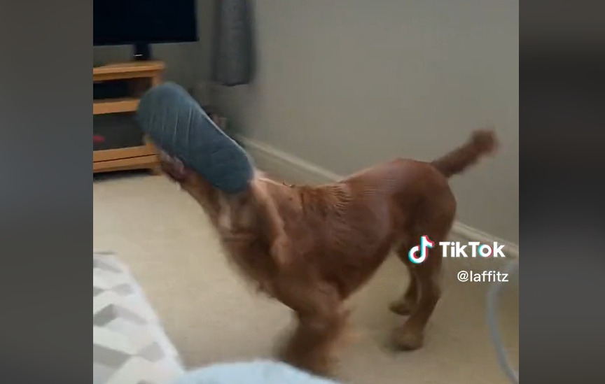 Ups! Hund bliver fanget midt i forbudt handling
