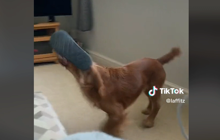 Ups! Hund bliver fanget midt i forbudt handling