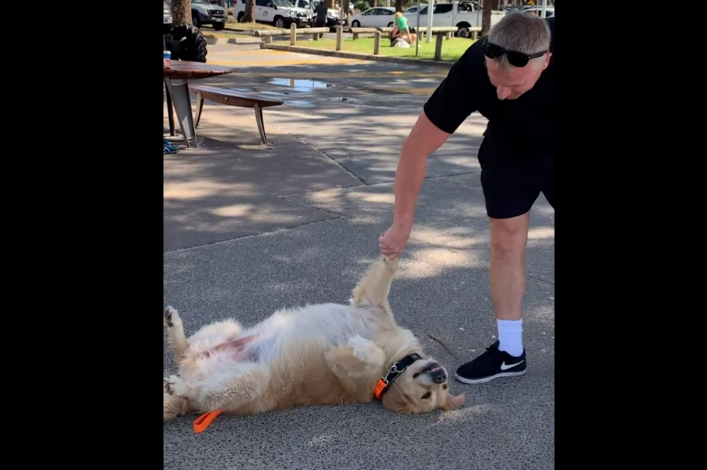 Stædig golden retriever vil ikke forlade parken: Så tager hundefar drastiske midler i brug