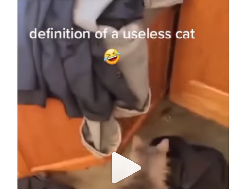 Er dette verdens værste kat? Sjov video går internettet rundt