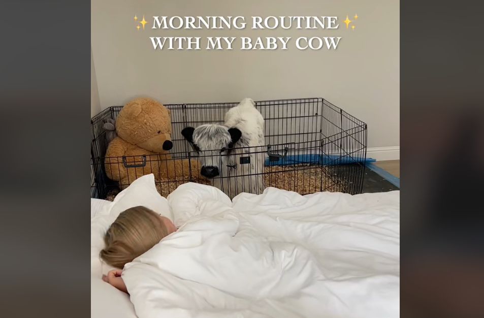 Dagens sødeste video: Morgenrutine med babyko smelter internettets hjerter