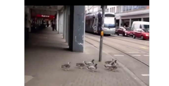 Alle er lige for loven – Ja, det gælder også for ænder!