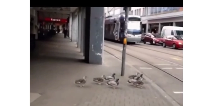 Alle er lige for loven – Ja, det gælder også for ænder!