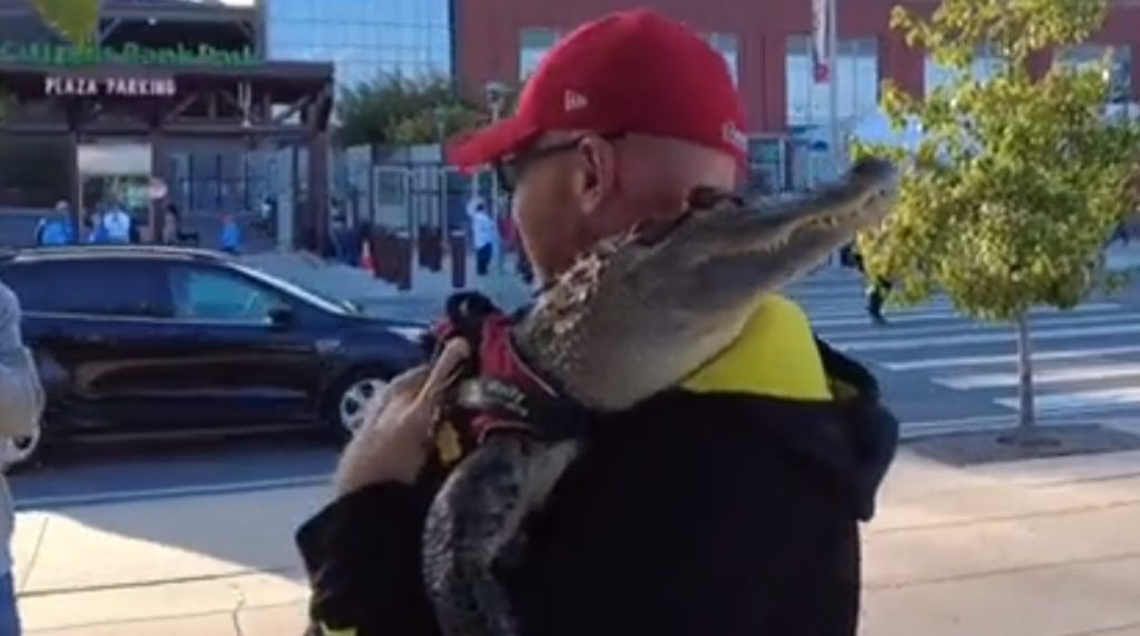 Ældre mand tager kælealligator med til baseballkamp: Så sker det næsten utænkelige