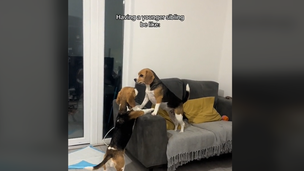 Lillebrorhund irriterer storebror i dagens sjoveste video