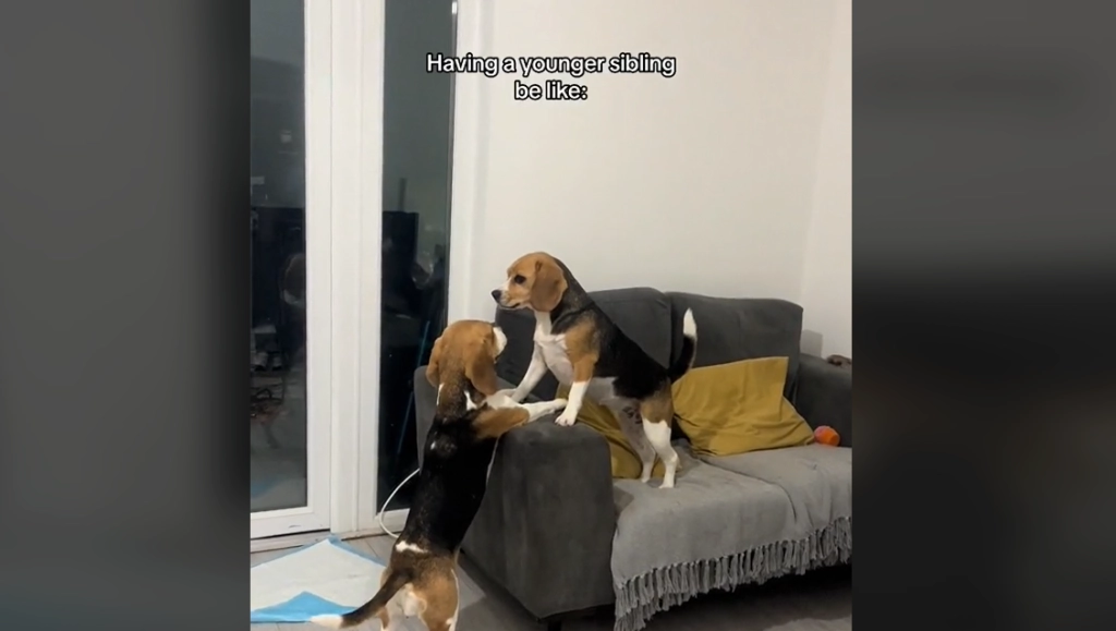 Lillebrorhund irriterer storebror i dagens sjoveste video