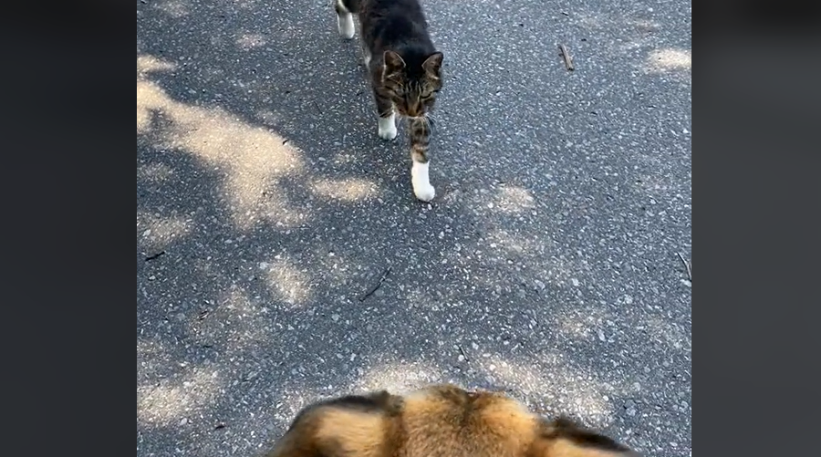 Strejfende kat møder fremmed hund: Det der så sker, smelter alles hjerter