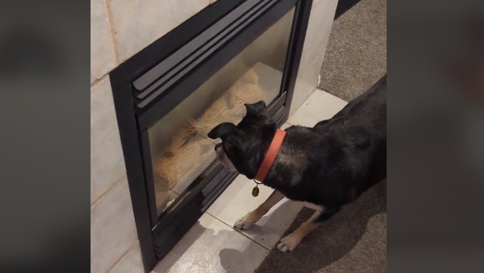 Hund besat af kamin: Internettet tror, den er pyroman