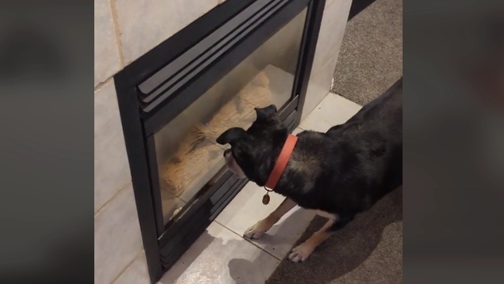 Hund besat af kamin: Internettet tror, den er pyroman
