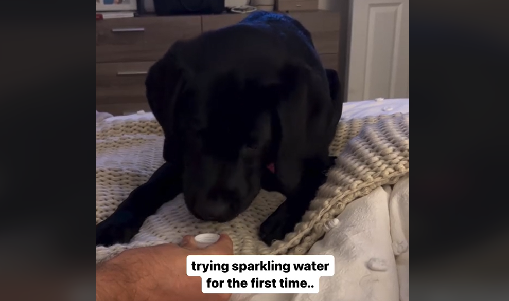 Internettet elsker det: Video viser labrador prøve danskvand for første gang