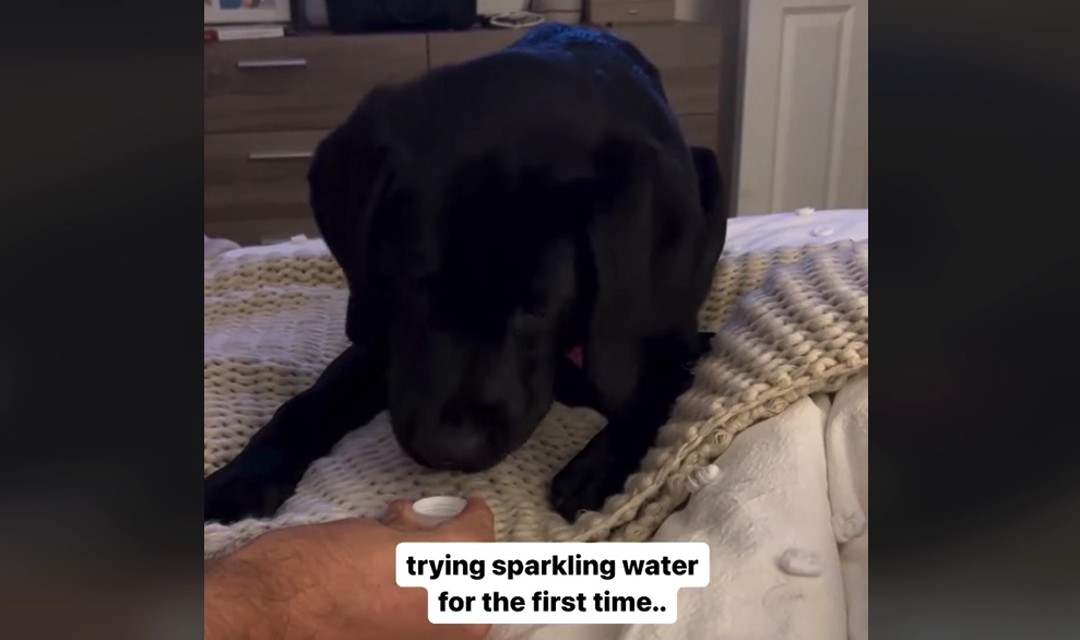 Internettet elsker det: Video viser labrador prøve danskvand for første gang