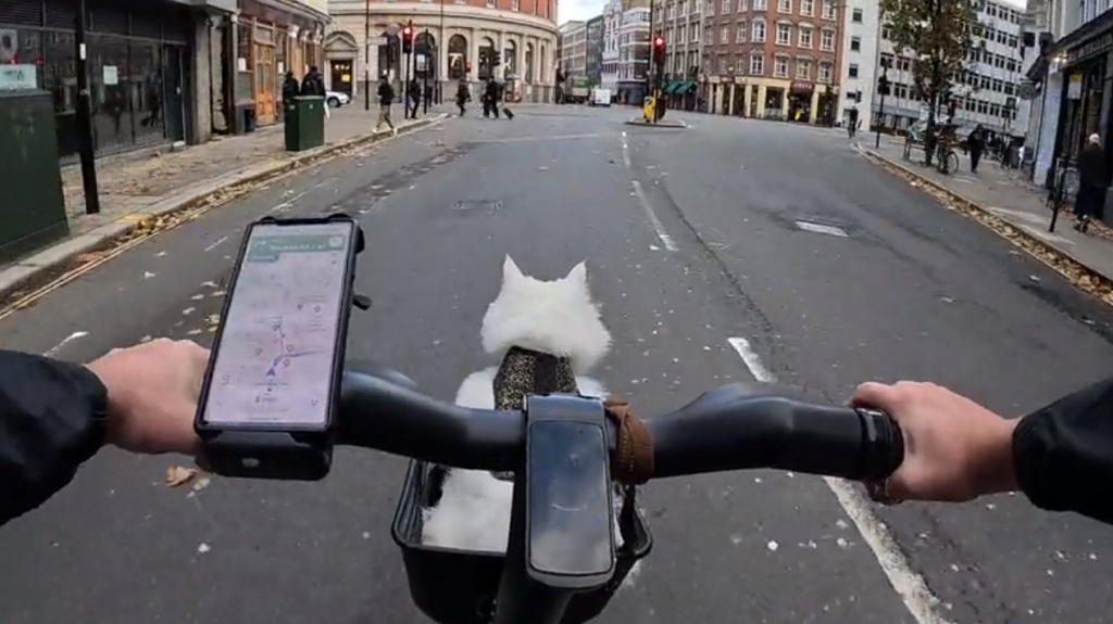 I midten af byen: Cyklende kat involveret i ulykke