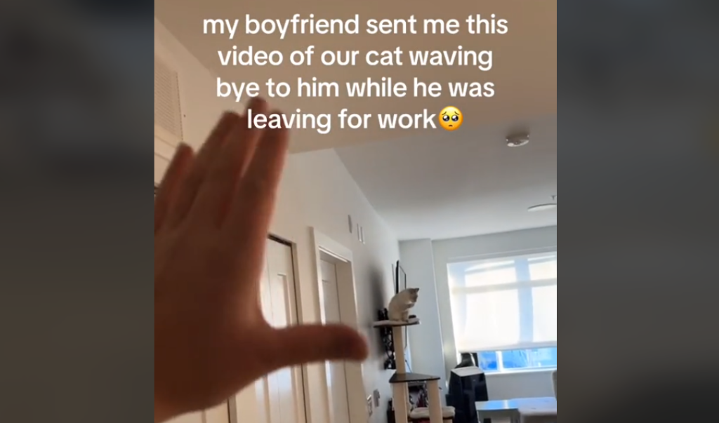 Hjertevarme afsked med sin kattefar: Se den uimodståelige video af kat og dens far