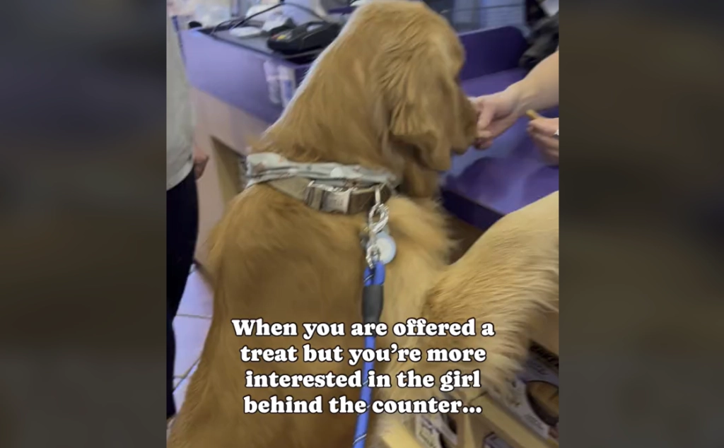 Uimodståelig video: Hund ignorer godbidder, fordi han hellere vil have noget andet