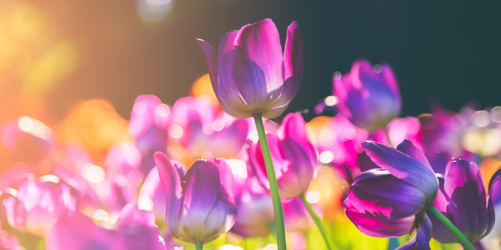 Det er ikke for sent: 4 tips til at plante tulipanløg nu