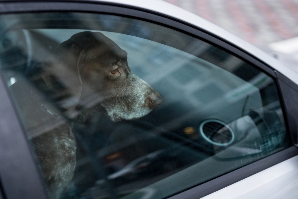 Fra 25 til 50 grader på en halv time: Efterlad aldrig din hund i bilen