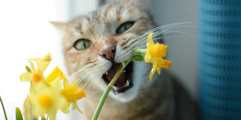 Katten Billy bankede sine poter mod sin ejers bryst: Fornemmede der var noget galt