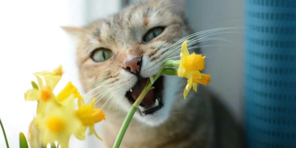 Katten Billy bankede sine poter mod sin ejers bryst: Fornemmede der var noget galt