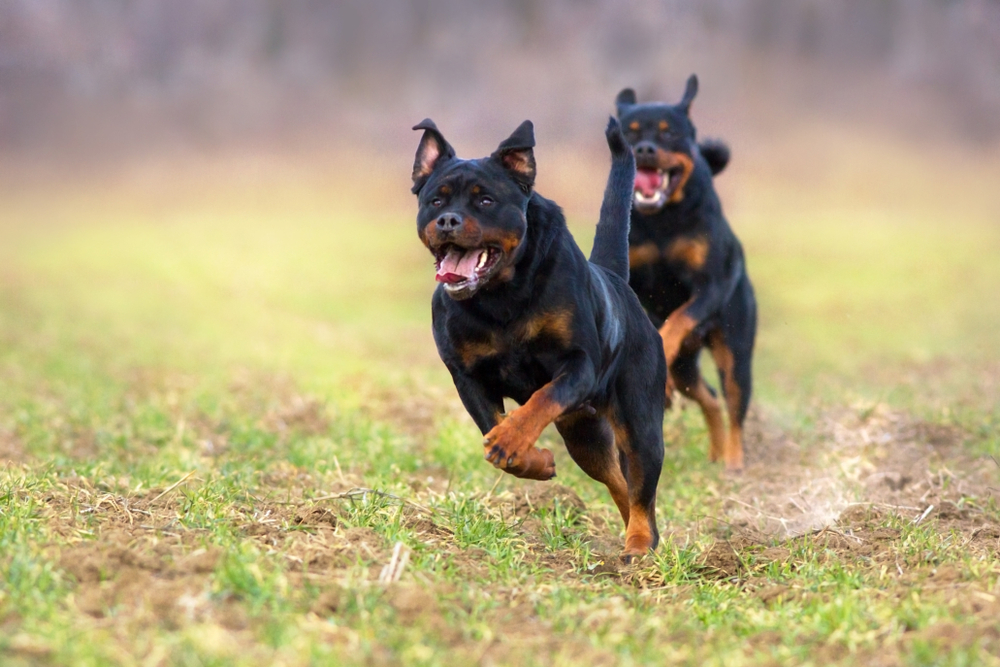 Rottweilere løs på børnehaves legeplads: Politiet må affyre skud