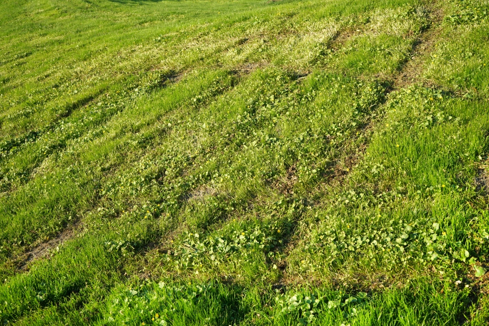 Eksperternes svar: Skal græsset slås allerede nu?