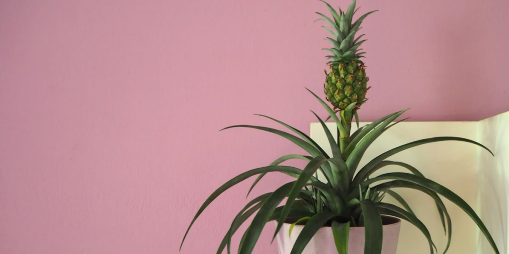 Videnskabens dom: Kan denne plante virkelig stoppe snorken?