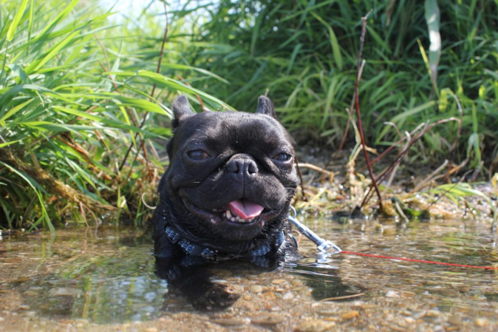 Du har det i hjemmet, og det holder din hund kølig i sommervarmen