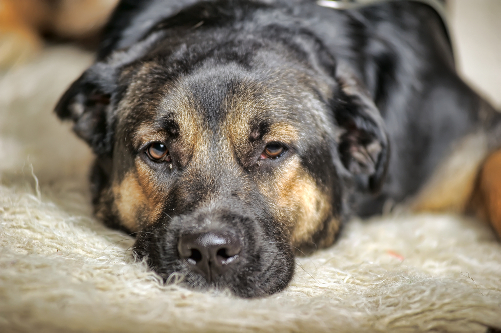 Dyrlæge lavede tragisk fejl: Aflivede hund på forkert adresse