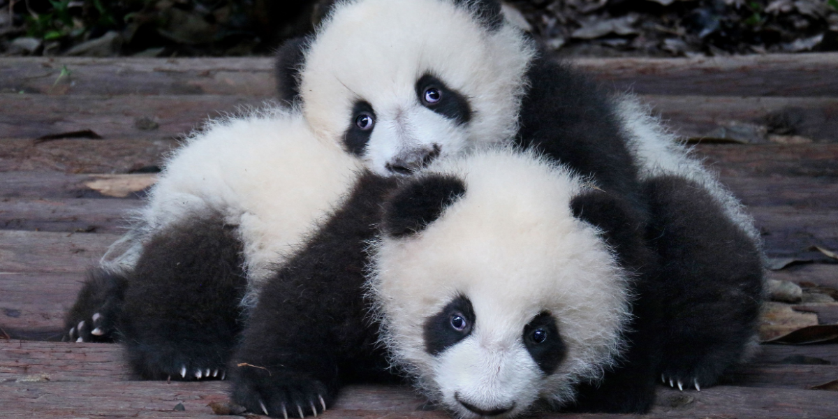 2 måneder gamle panda-unger vist frem: Se den nuttede video