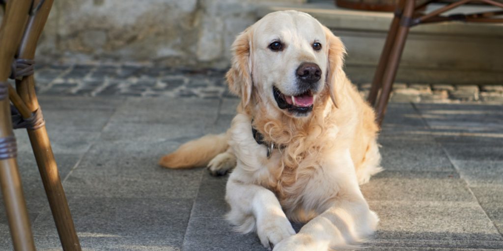 Kunde gav to stjerner for “hunde ingen adgang”: Så gav café vild sjov melding tilbage