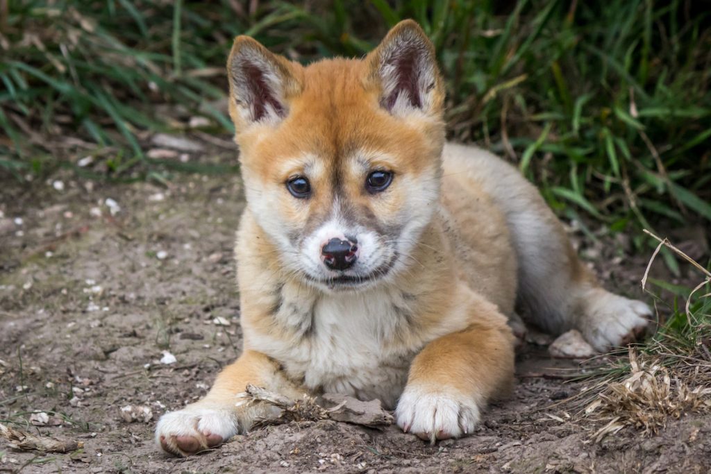 Vild overraskelse, efter kvinde adopterer en hvalp: Det er slet ikke en hund