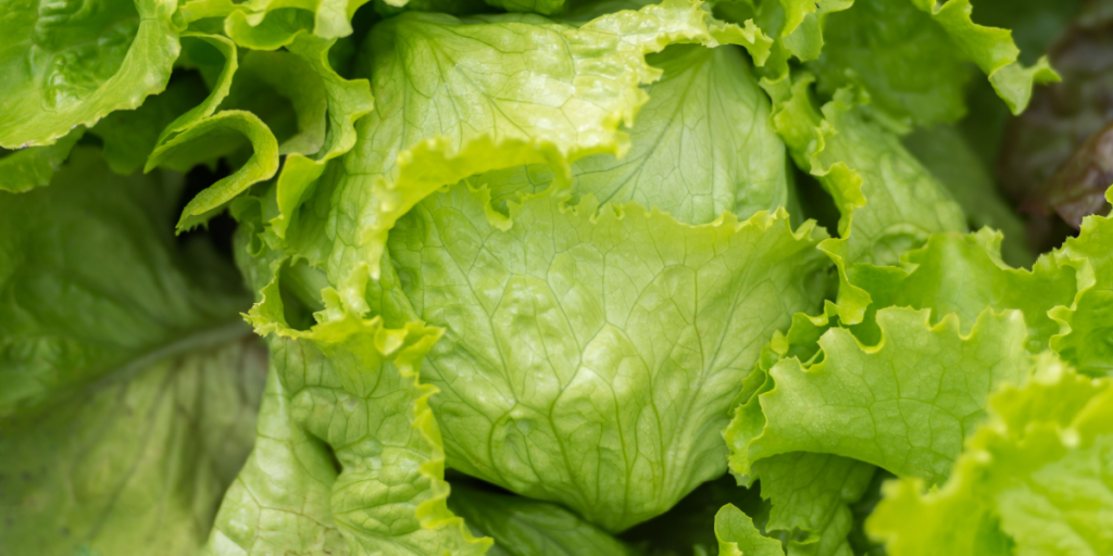 UNdgå colibakterier: Sådna bør du opbevare salat