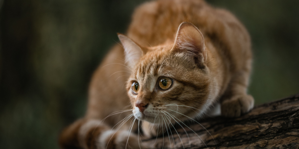 “Blaffer-kat” tog smuttur på 225 kilometer – hoppede ind i fremmed bil