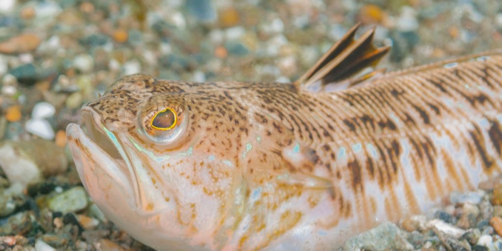 Pas på ved kysterne: Giftig fisk indtager danske farvande