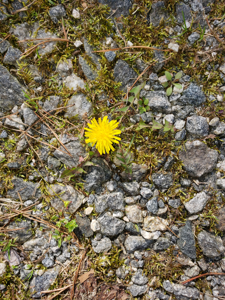 Slip af med ukrudt i et snuptag: Her er det naturlige alternativ til Roundup