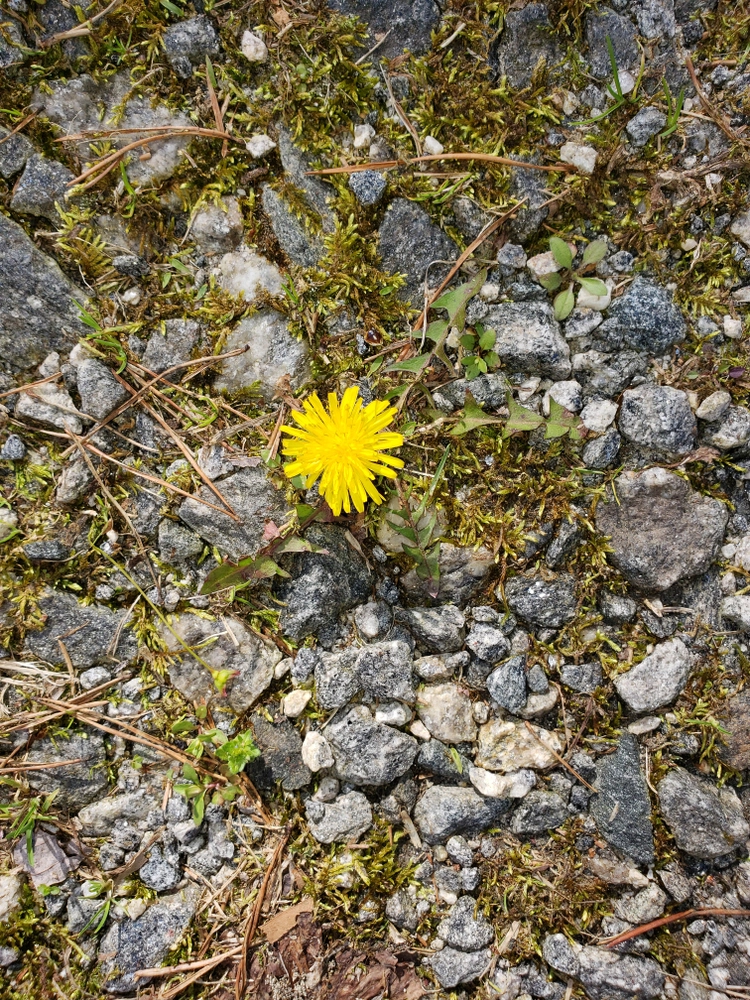 Slip af med ukrudt i et snuptag: Her er det naturlige alternativ til Roundup