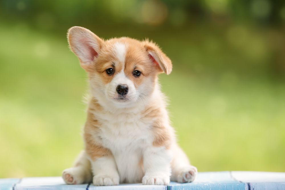 Foto: Shutterstock