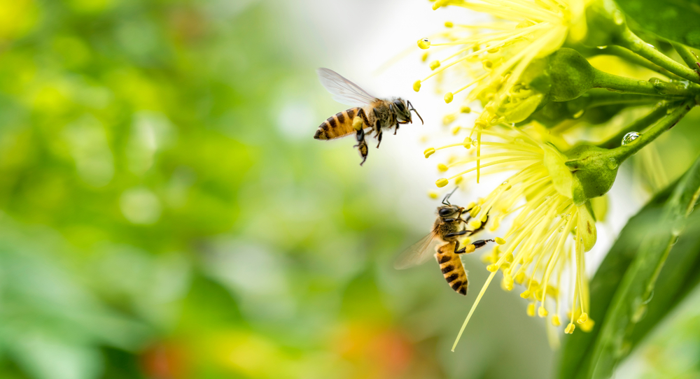 Forskere finder alarmerende ændring i insekters opførsel og antal: Giver klimaforandringerne skylden