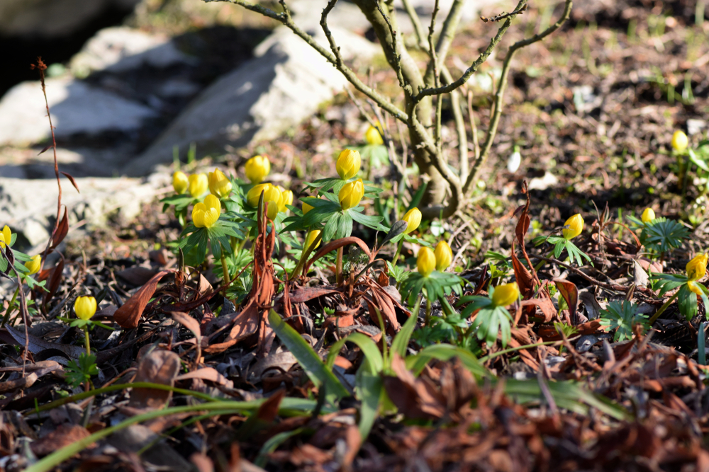 3 tidlige blomster du kan finde i haven om lidt
