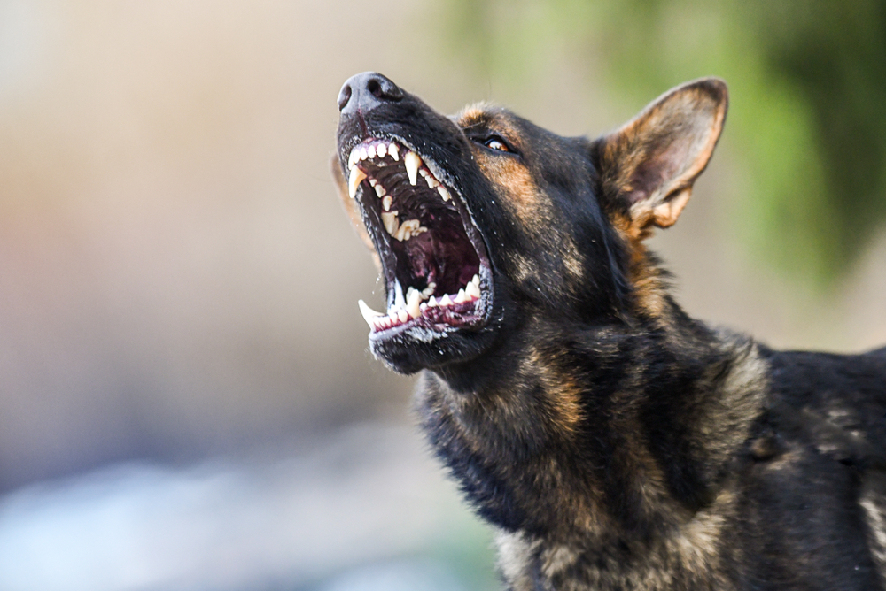 En hel nation i sorg: National fodboldhelt overfaldet af sine egne hunde