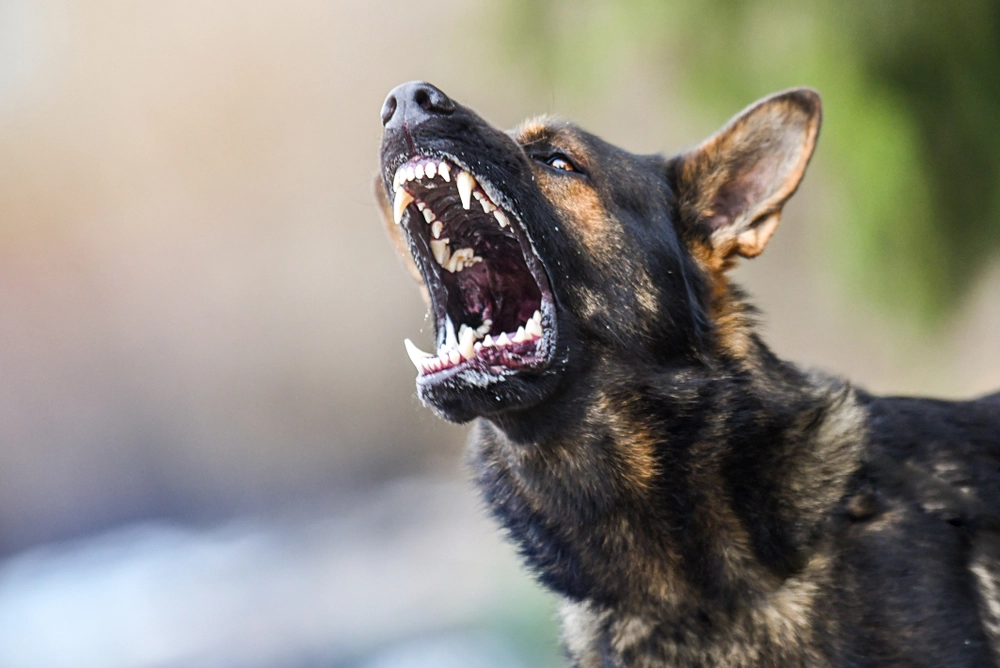 En hel nation i sorg: National fodboldhelt overfaldet af sine egne hunde