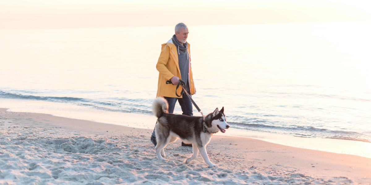 Det er snart tid: Fra denne dato skal hunden være i snor på stranden