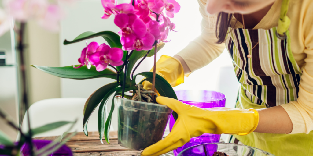 Kæmper du med orkidéen? Eksperter anbefaler disse tricks til at sikre vækst og smukke blomster