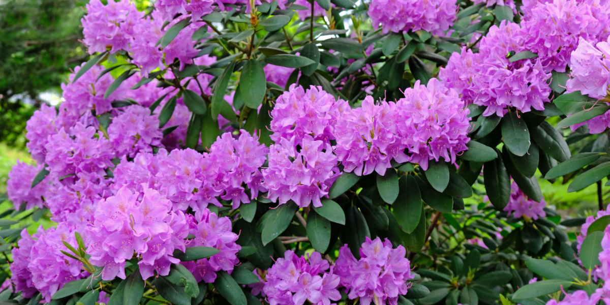 Ekspertens tip: Brug denne hjemmelavede gødning til din rhododendron