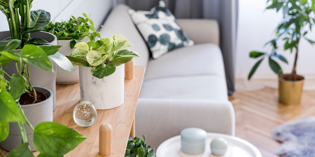 Støv dem af og 4 andre tips til at få kunstige planter til at se ægte ud