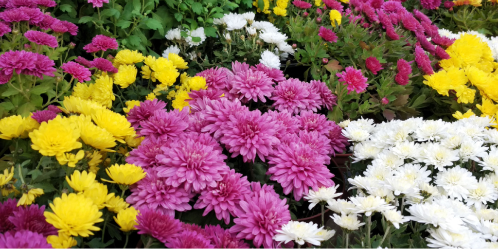 Lavendel og 8 andre planter, der holder edderkopper væk